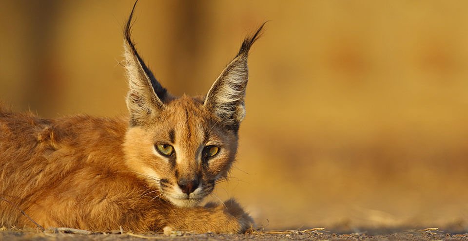 KAILA DEVI SANCTUARY